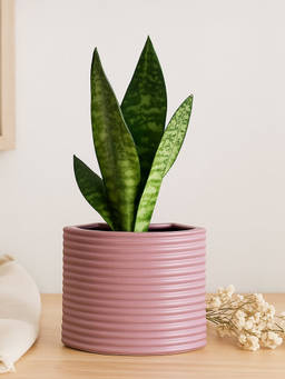 Whispering Homes - Juna Vase - Pink