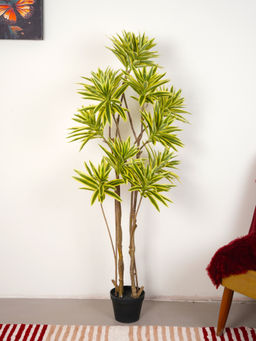 Home Bloom - Artificial Green Dracaena Reflex Song Of India Golden Bamboo Plant with Pot