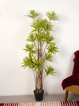 Home Bloom - Artificial Green Dracaena Reflex Song Of India Golden Bamboo Plant with Pot