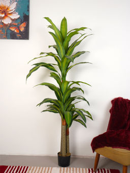 Home Bloom - Artificial Green Dracaena Plant with Pot
