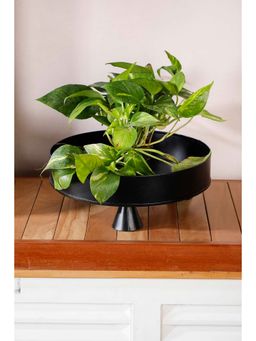 Freedom Tree - Urla Black Metal Planter