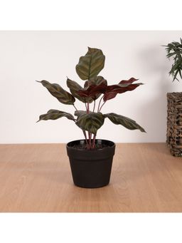 HomeTown - Ilana Caladium Potted Plant in Multi Colour