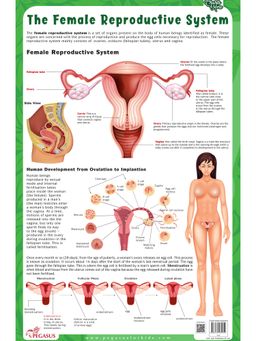 Pegasus - The Female Reproductive System Thick Laminated Chart