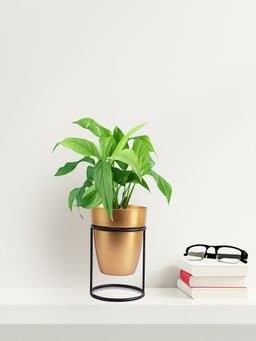 Ecofynd - Amy Gold Metal Pot With Stand