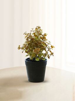 Ekhasa - Artificial Plants for Home Decor with Pot