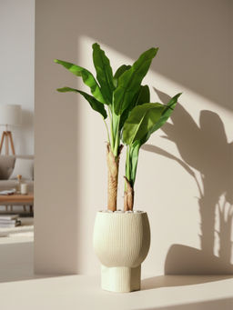 Mason Home - Banana Palm Green Plant without Pot