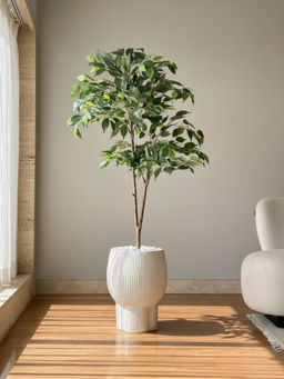 Mason Home - Ficus Aura Green Plant without Pot