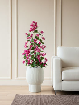Mason Home - Pink Garden Bougainvillea Plant without Pot