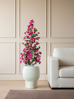 Mason Home - Magenta Garden Bougainvillea Plant without Pot