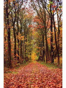 Anciq - Forest Path in Sunlight Canvas Wall Painting - (24x36 Inch)