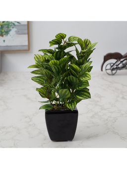 HomeTown - Ilana Faux Peperomia Ceramic Potted Plant 22 Cm in Green Colour