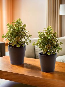 The Better Home - Artificial Plants with Pot (Pack of 2)