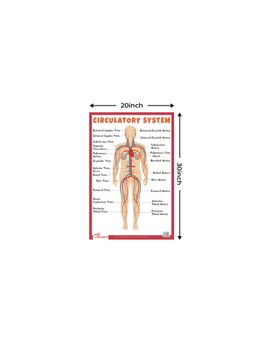 Pegasus - Circulatory System Thick Laminated Primary Chart