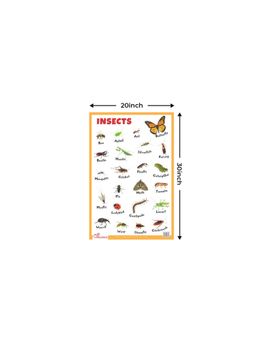 Pegasus - Insects Thick Laminated Primary Chart