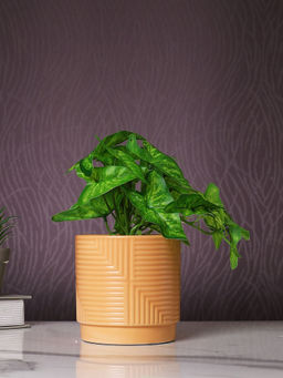 Tayhaa - Bonsai Artificial Plant with Pot