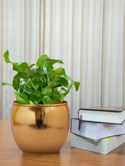 Ecofynd - Apple Gold Metal Plant Pot