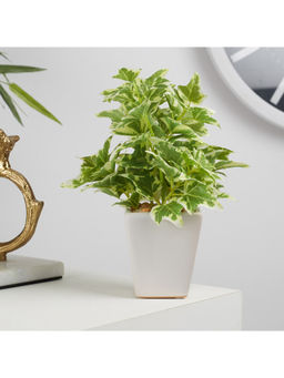 HomeTown - Ilana Faux Holland Ivy Ceramic Potted Plant 19 Cm in Green Colour