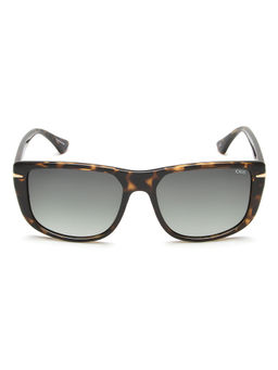 IDEE - Green Gradient Lens Square Sunglass Shiny Brown Demi Shiny Light Gold Part Frame (55)