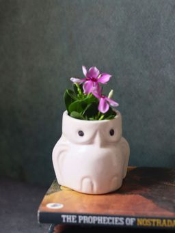 WEAVING HOMES - Owl Planter Indoor Planter