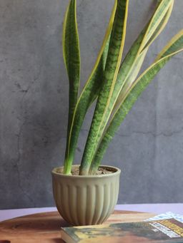 WEAVING HOMES - Army Green Planter Indoor Planter