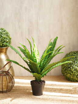 Pure Home + Living - Potted Boston Fern