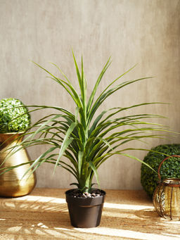 Pure Home + Living - Small Potted Nolina Recurvata Plant