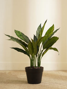 Pure Home + Living - Potted Dracaena Plant