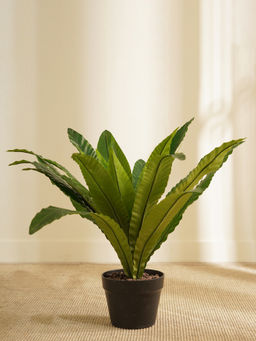 Pure Home + Living - Large Potted Bird Nest Fern Plant