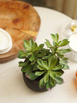 Pure Home + Living - Green Artificial Succulent with Cement Pot