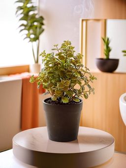 The Better Home - Artificial Plants with Pot 22 cm Long