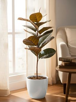 Aarvi Decor - Green Premium Rubber Plant With Base Big Size For Home Decor Without Pot