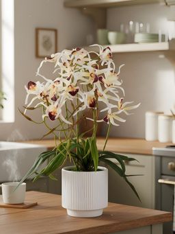 Aarvi Decor - White Pu Foam Elegant Star Orchid Arrangement Pot With Flower