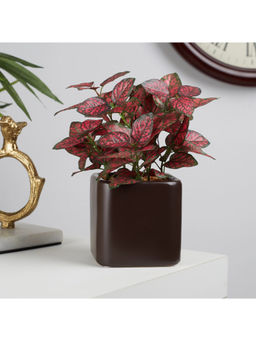HomeTown - Ilana Faux Hypoestes Ceramic Potted Plant 20 Cm in Red Colour