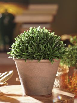 Pure Home + Living - Green Artificial Fern Pine Plant With Cement Pot - Small