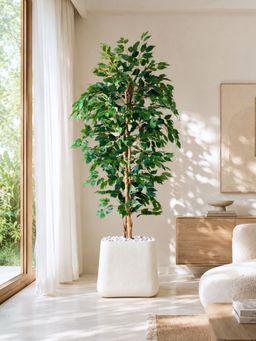 Mason Home - Artificial Weeping Ficus Plant -(Without Pot)