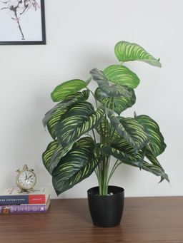 Home Bloom - Artificial Tabooj Leaves Plants for Home Decor-Office Decor-Gifting