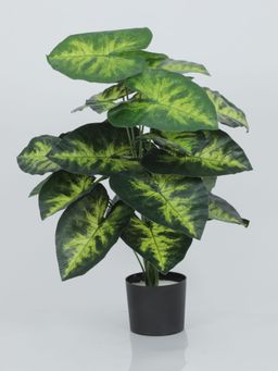 Home Bloom - Artificial Dieffenbachia for Home Decor-Office Decor-Gifting Big Ornamenta