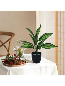 Home Bloom - Beautiful Artificial Dracaena Plant Mini Bush Basic Black Pot