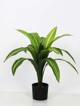 Home Bloom - Artificial Dracaena Reflexa Tree & Plant for Home-Office Decor-Gifting70cm