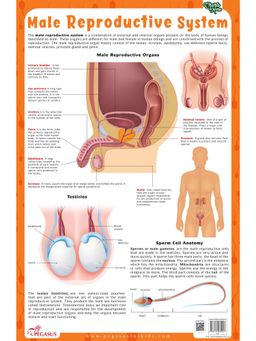 Pegasus - Male Reproductive System Thick Laminated Chart