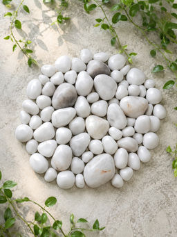 Mason Home - Pebbles White Polished Stones ( Pack Of 60 )