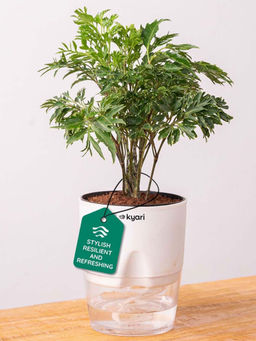 KYARI - Aralia Green Plant With Self Watering Pot