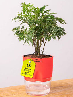 KYARI - Aralia Green Plant With Self Watering Pot
