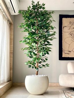 Mason Home - Artificial Weeping Ficus Tree - 7 Feet