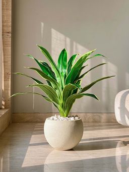 Mason Home - Green Artificial Variegated Dracaena Plant