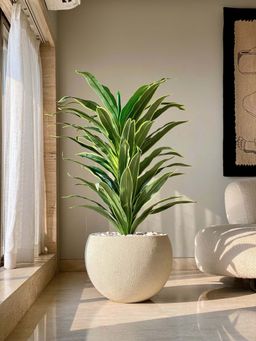Mason Home - Green Artificial Dracaena Plant