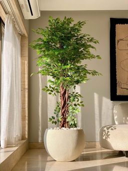 Mason Home - Artificial Ficus Majora Plant