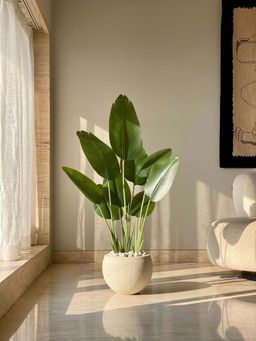 Mason Home - Artificial Cavendish Traveller Plant