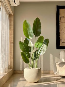 Mason Home - Artificial Cavendish Traveller Plant