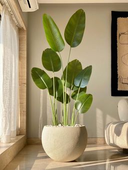Mason Home - Green Artificial Cavendish Traveller Plant